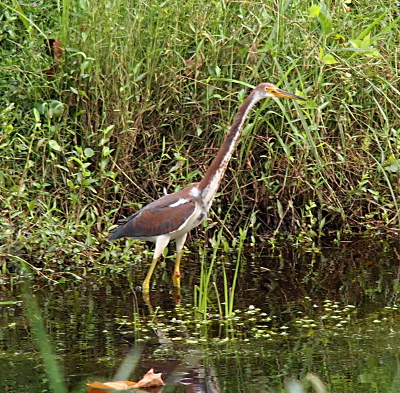 [Side view of the bird as it stands in the water with its head fully extended so as to make the neck appear straight like a giraffe.]